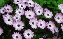 7 цветов, которые сажают в мае, а в июне уже наслаждаются их прекрасным цветением