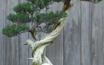 Как вырастить бонсай из семян в домашних условиях