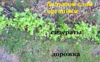 Как вырастить ранние огурцы без химии на шпалере