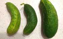 Основные причины почему огурцы кривые