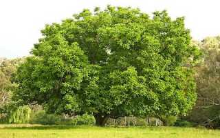 Способы посадки грецкого ореха на приусадебном участке