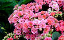 Уход за цветами каланхоэ в домашних условиях с фото