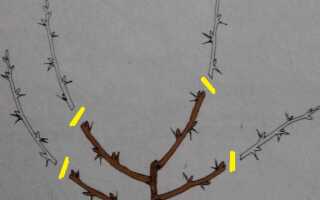 Формирование крыжовника: 3 способа формировки кустов