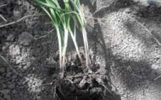 Джусай: нюансы выращивания