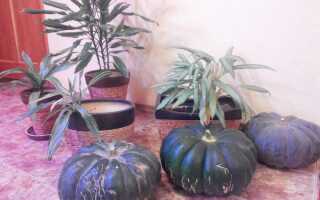 Хранение тыквы и кабачков зимой