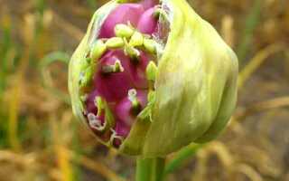 Что такое яровой чеснок и озимый и их отличия