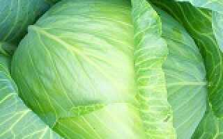 7 разновидностей культурной капусты