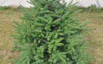 Пихта: самые популярные виды