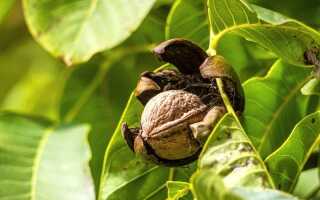 Сбор грецких орехов и их хранение