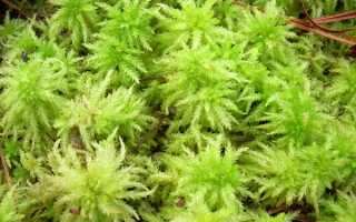 Для чего мох сфагнум добавляют в грунт