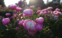 Сорта и виды пионов, особенности выращивания, правила ухода