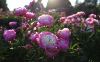 Сорта и виды пионов, особенности выращивания, правила ухода