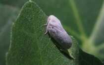 Народные средства от цикадки