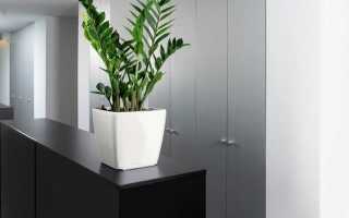 Цветы для украшения кафе, ресторана и офисов. Фото растений, описание и уход.