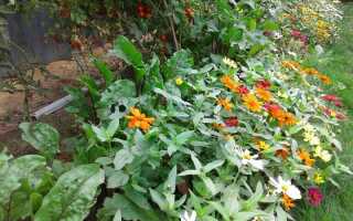 Пермакультурное земледелие на даче: основы