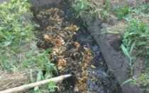 Малина: особенности выращивания в Казахстане