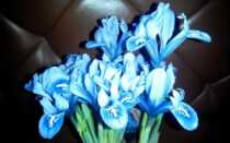 Выращивание луковичных ирисов