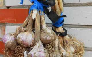 Всё про хранение чеснока зимой в домашних условиях: подготовка головок, температура и влажность