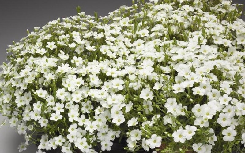 почвопокровние растение Arenaria Montana