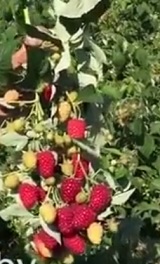 малина "Бриллиантовая" описание сорта, фото