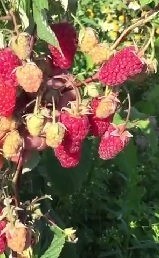 малина "Брянское диво" описание сорта, фото