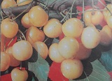 черешня Дрогана Желтая