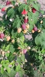 малина "Евразия" описание сорта, фото, отзывы
