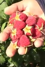малина "Геракл" описание сорта, фото, отзывы