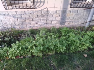 подросшие сидераты осенью (ноябрь)