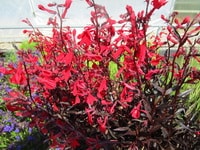Lobelia fulgens