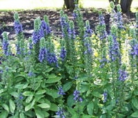 Lobelia siphilitica