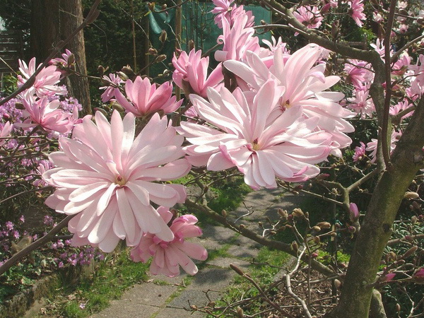 Магнолия Лебнера фото