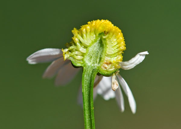 Matricaria recutita аптечная ромашка