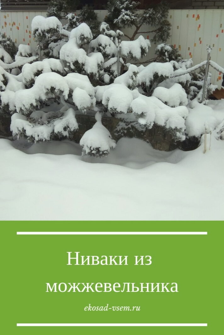 Ниваки из можжевельника зимой
