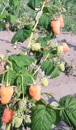 малина "Оранжевое чудо" описание сорта, фото