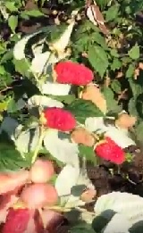малина "Рубиновое ожерелье" описание сорта, фото