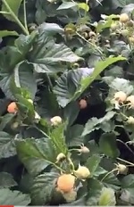ремонтантная малина "Желтый гигант" описание сорта, фото