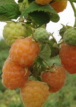 малина "Золотые купола" описание сорта, фото