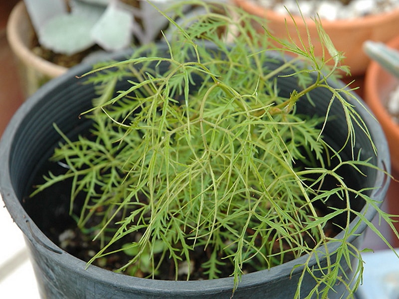 арункус из семян