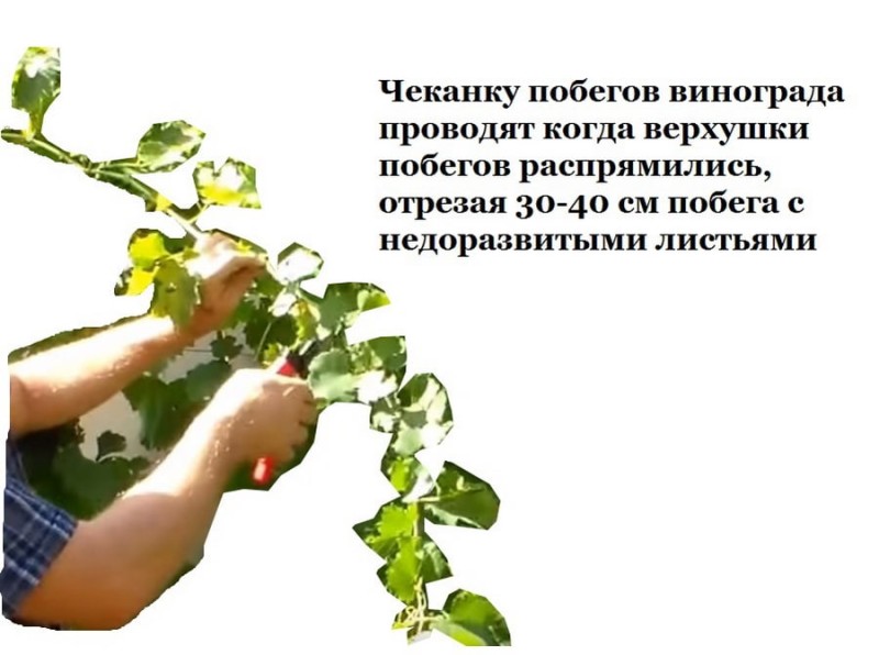 чеканка винограда