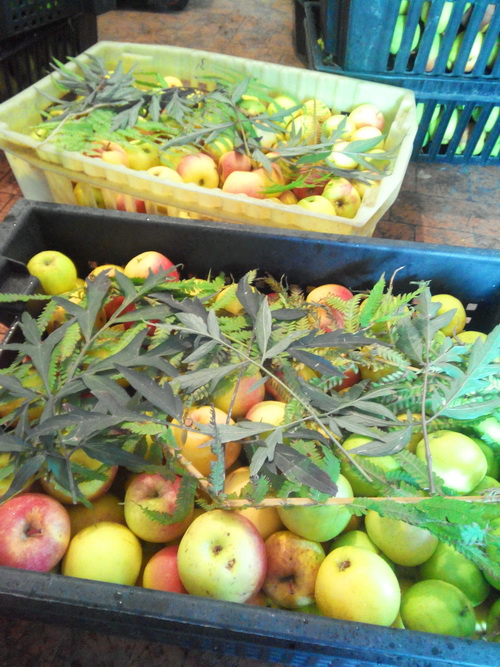 чем обрабатывают яблоки и груши для длительного хранения