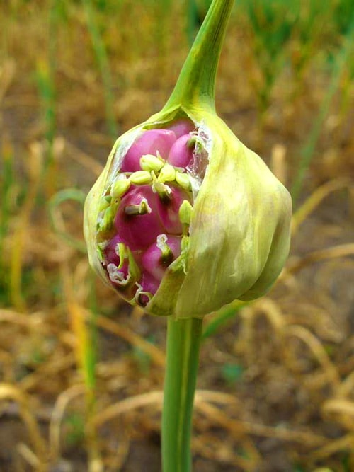 чеснок яровой и озимый отличия