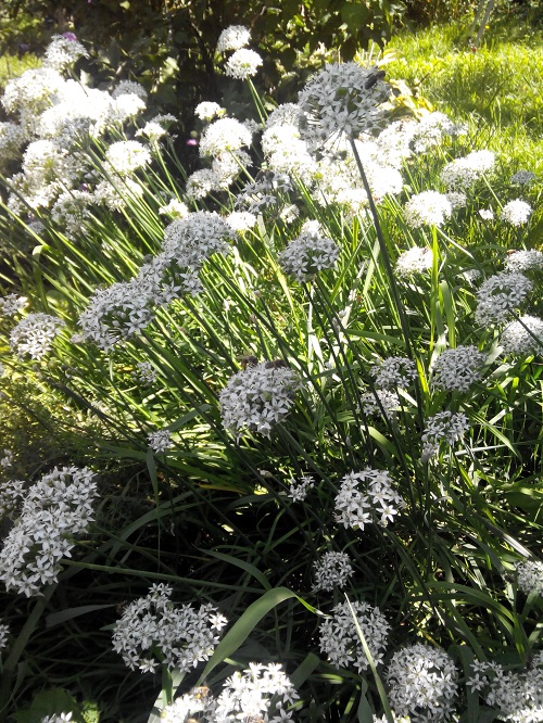 жусай как цветет