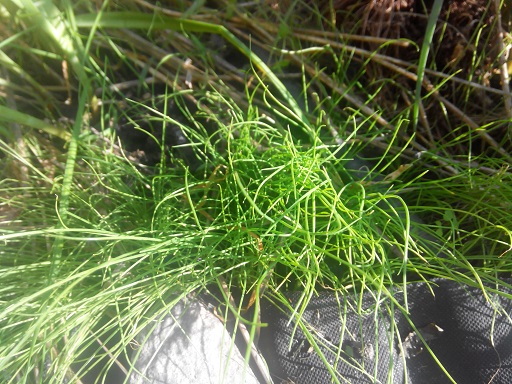 что такое джусай (фото и описание)