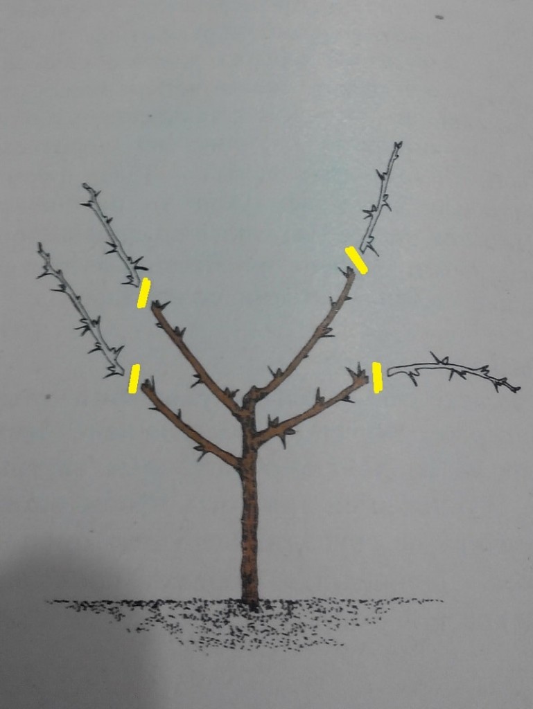 формирование крыжовника деревом (на штамбе)