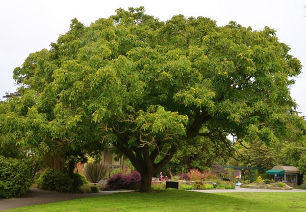 грецкий орех выращивание и уход