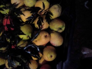 груша киргизская зимняя посадка и уход