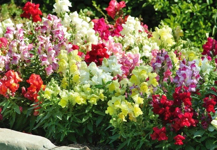 растение львиный зев ((Antirrhinum) 