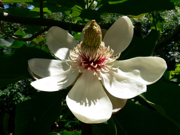 magnolia obovata Магнолия обратнояйцевидная