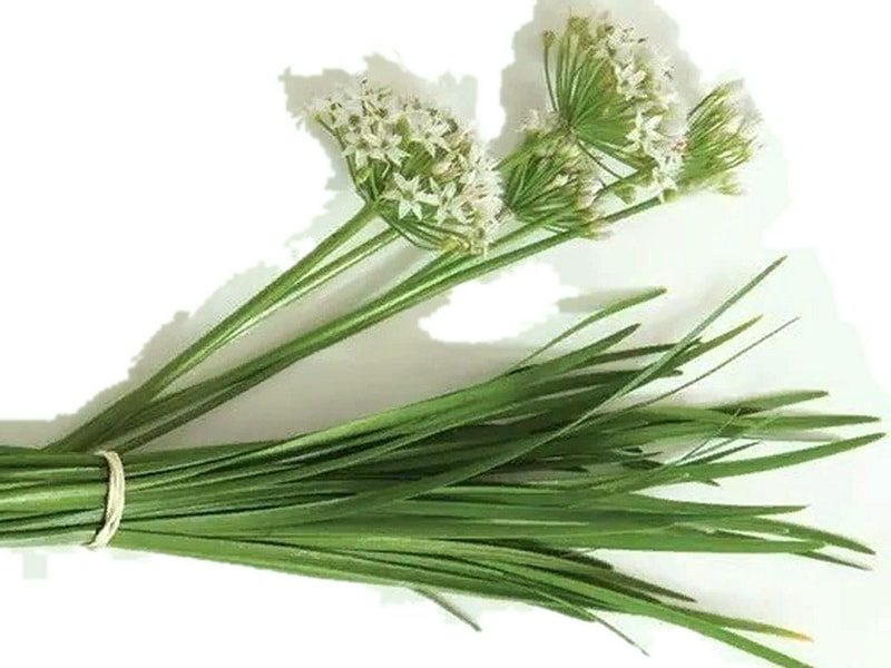 многолетний лук джусай: опыт выращивания